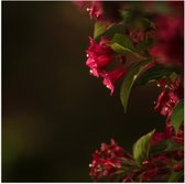 WallClassics - Poster Glanzend – Roze Bloemen - 80x80 cm Foto op Posterpapier met Glanzende Afwerking