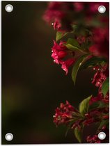 WallClassics - Poster de Jardin - Fleurs Roses - 30x40 cm Photo sur Poster de Jardin (décoration murale pour l'extérieur et l'intérieur)