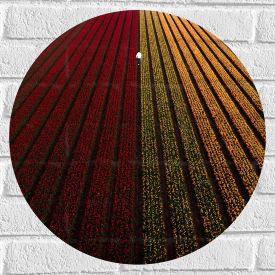 WallClassics - Muursticker Cirkel - Gekleurde Tulpenvelden in Rijen - 50x50 cm Foto op Muursticker