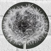 WallClassics - Muursticker Cirkel - Mooie Paardenbloem (zwart/wit) - 20x20 cm Foto op Muursticker