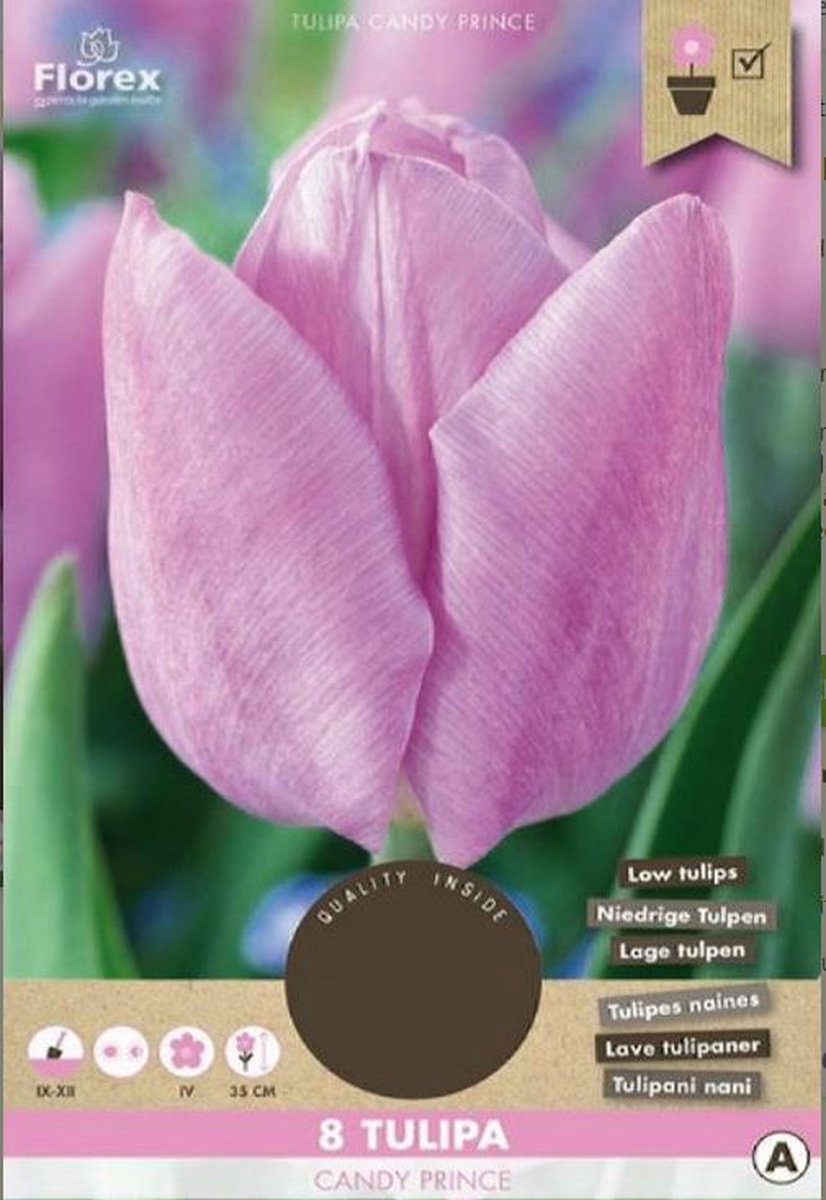 TULP CANDY PRINCE 8ST.