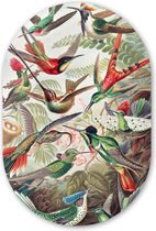 Muurovaal - Wandovaal - Kunststof Wanddecoratie - Ovalen Schilderij - Kolibrie - Vintage - Ernst Haeckel - Vogel - Kunst - Natuur - 60x90 cm - Ovale spiegel vorm op kunststof