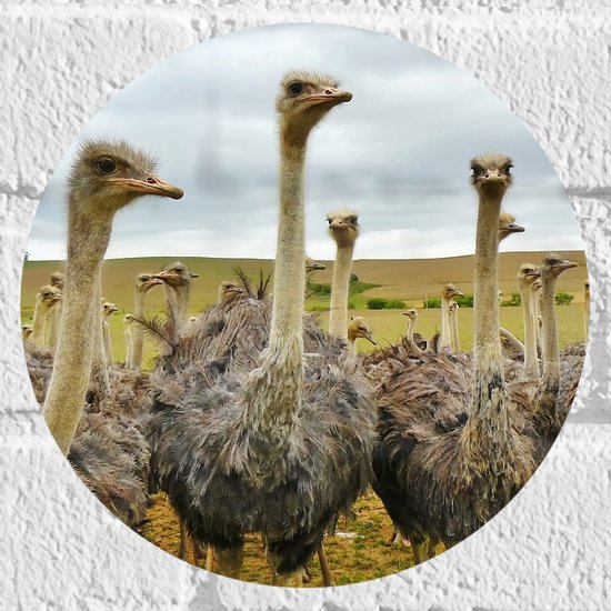 WallClassics - Muursticker Cirkel - Kudde Struisvogels - 20x20 cm Foto op Muursticker