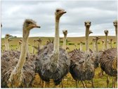 WallClassics - Poster Glanzend – Kudde Struisvogels - 40x30 cm Foto op Posterpapier met Glanzende Afwerking