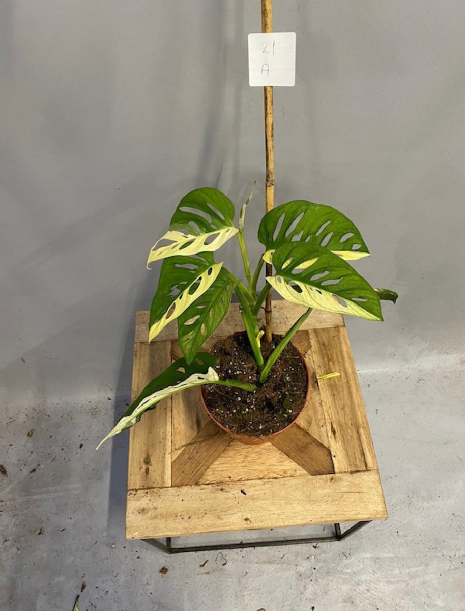 Adansonii Variegata 30cm↑ Potmaat Ø17cm Zeldzame Kamerplant