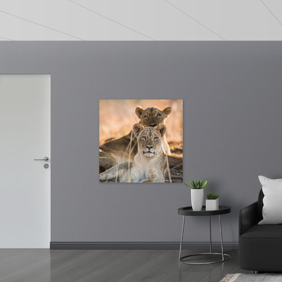 Dibond - Leeuwen zijn Alert - 100x100 cm Foto op Aluminium (Met Ophangsysteem)