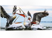 WallClassics - Panneau de mousse PVC - Pélicans se battant pour un poisson - Photo 100 x 50 cm sur panneau de mousse PVC