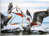 WallClassics - Tuinposter – Pelikanen Vechten om een Vis - 80x60 cm Foto op Tuinposter  (wanddecoratie voor buiten en binnen)