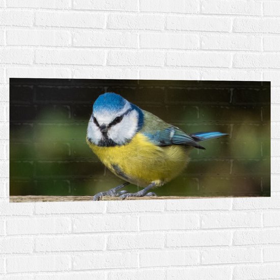 WallClassics - Muursticker - Pimpelmees Vogel - 100x50 cm Foto op Muursticker
