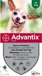 Close-up van een lachende chihuahua die tot 4kg weegt. Advantix 40/200 vlooien- en tekenoplossing.