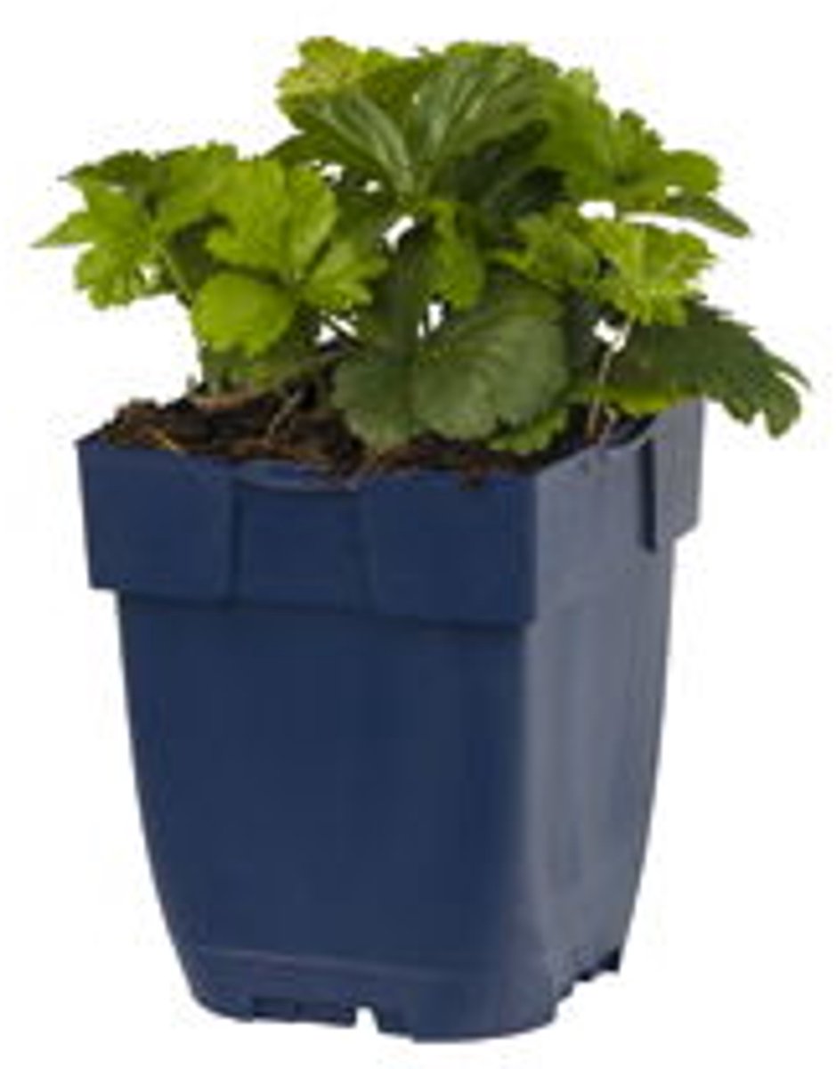 bijSTOX Waldsteinia ternata - Goudaardbei (12 pack)
