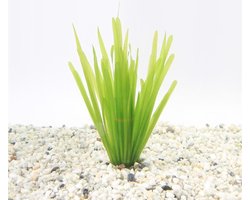 Moerings Vallisneria Spiralis | Rechte Vallisneria | In Bos met Loodje
