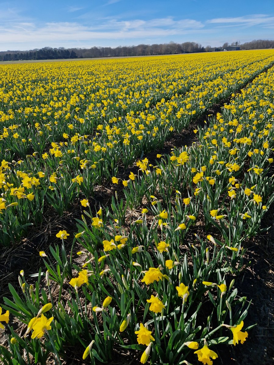 Bloembollen Narcis Dutch Master 10 stuks, levering september t/m november.