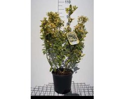 Euonymus jap. 'Aureomarginatus' ( 'el. aureus') - Japanse Kardinaalshoed, Kardinaalsmuts , 60- 80 cm in pot