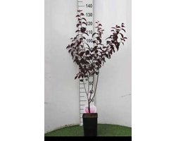 Prunus cer. 'Nigra' - Kerspruim , Kroosjespruim 60- 80 cm in pot