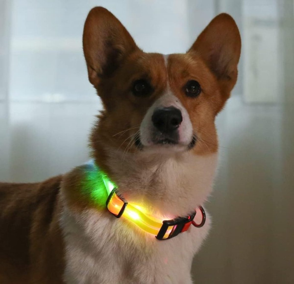 EYZ Led honden halsband - Oplaadbare waterdichte LED verlichte verstelbare Lichthalsband - verstelbare en weerbestendige Lichthalsband voor buitenlopen _Geel_L_45-70cm