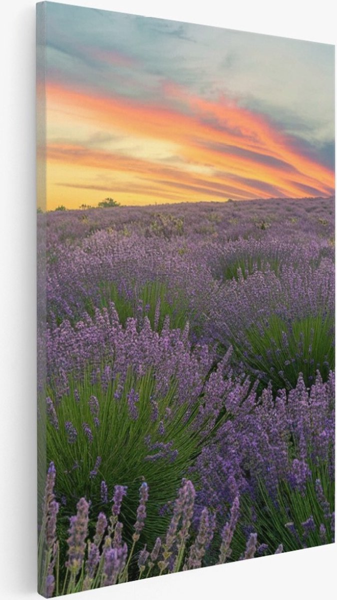 Saammp Canvas Schilderij - Lavendel planten - Bloemen - Landschap - Natuur - 30x40 - Foto op canvas - Wanddecoratie - Muurdecoratie Woonkamer - Slaapkamer decoratie - Canvas Print Multicolor
