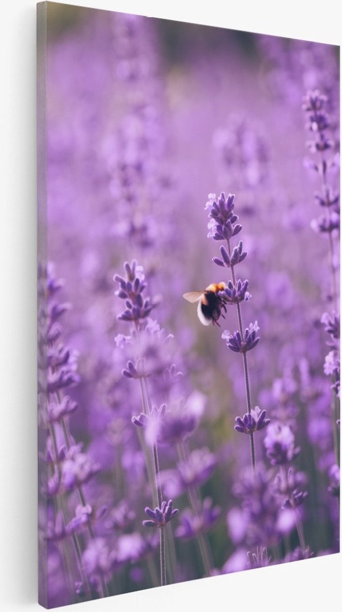 Saammp Canvas Schilderij - bij op lavendelbloem - Landschap - Natuur - 50x70 - Foto op canvas - Wanddecoratie - Muurdecoratie Woonkamer - Slaapkamer decoratie - Canvas Print Multicolor