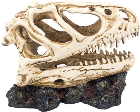 T-Rex Dinosaurus Schedel