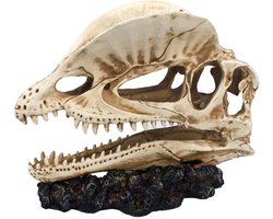 AC Dinosaurus Aquarium Decoratie – Meest verkocht – Prehistorische Schedel voor Aquarium en Terrarium – Realistisch Polyresin Ornament