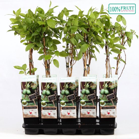Kiwibes (zelfbestuivend) - Actinidia arguta Kiwiberry Issai