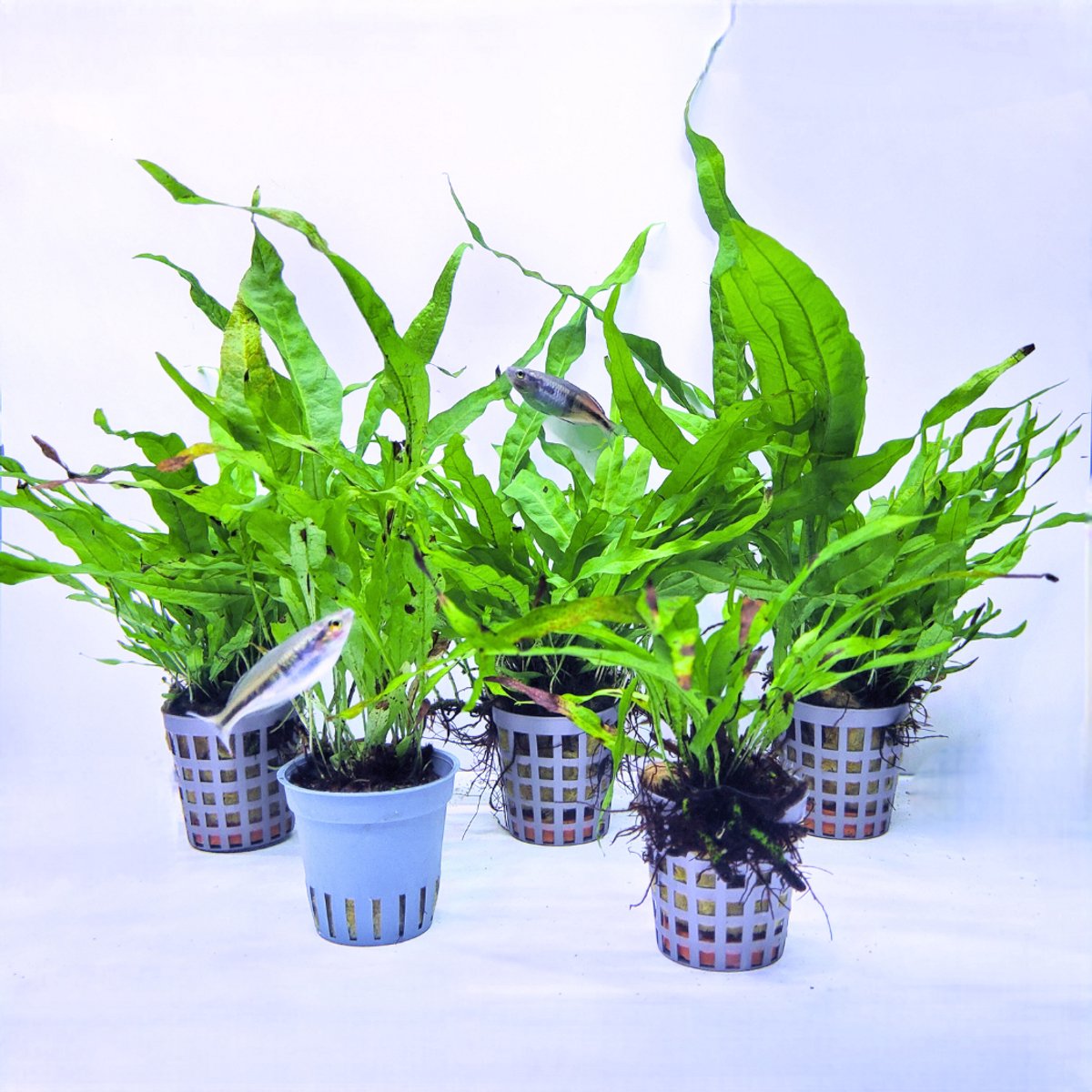 Aquabetta Aquariumplanten Set – 5 Levende Java Varen (Microsorum pteropus) – Sterke Aquariumplanten voor Aquascape – Aquarium Decoratie – Voor Zoetwateraquaria
