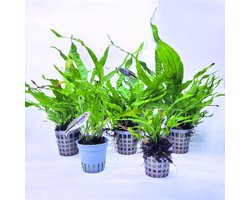 Aquabetta Aquarium Planten Set LAP-013 – 5 Aquariumplanten – 5x Microsorum pteropus – Decoratie – Set met 5x Java varen