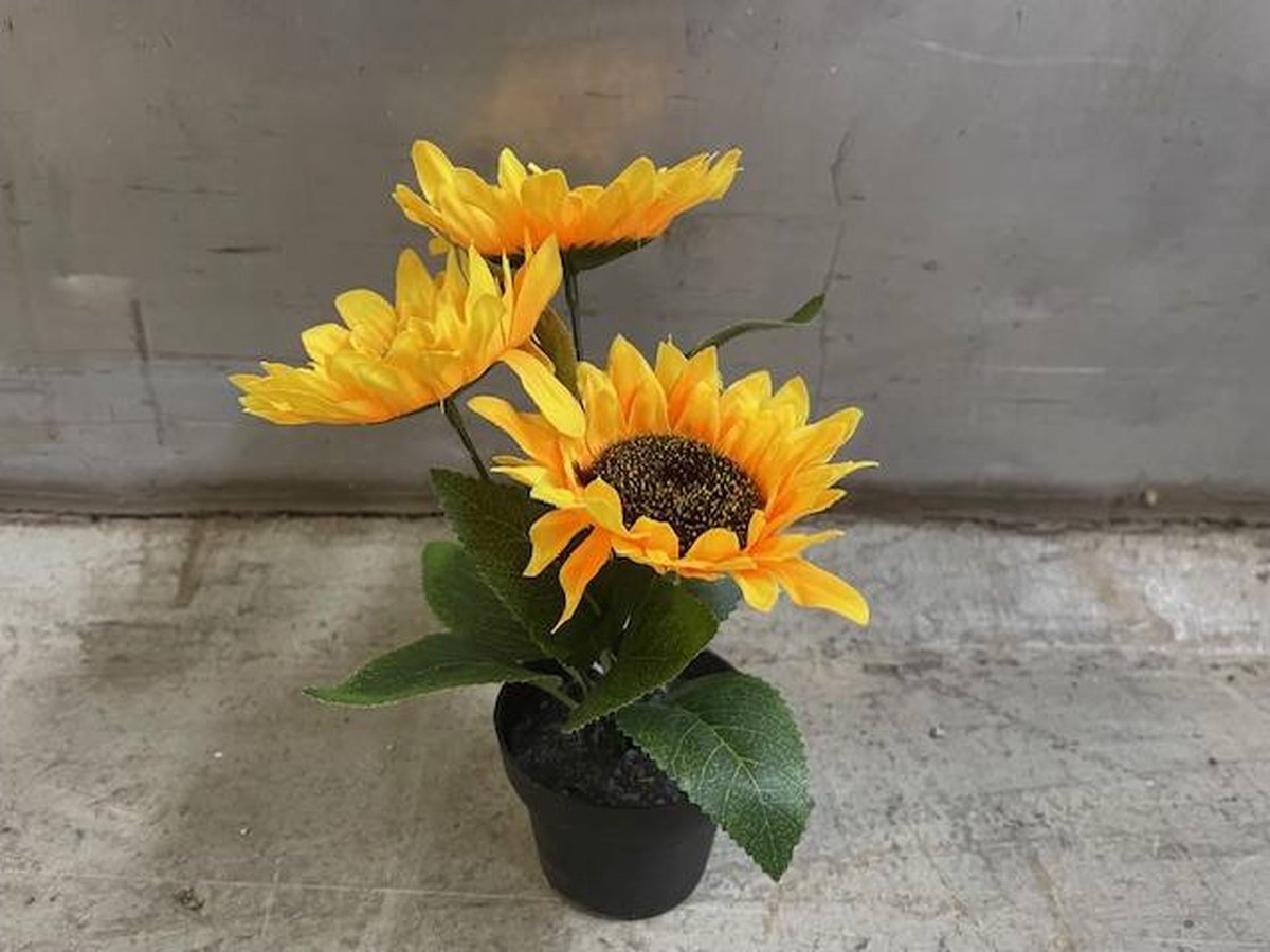 Sunflower in pot