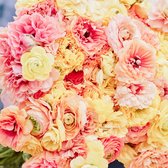 Bulbs by Brenda | Ranunculus Amandine Pastel Lemon 10 stuks | Ranonkel bloembollen