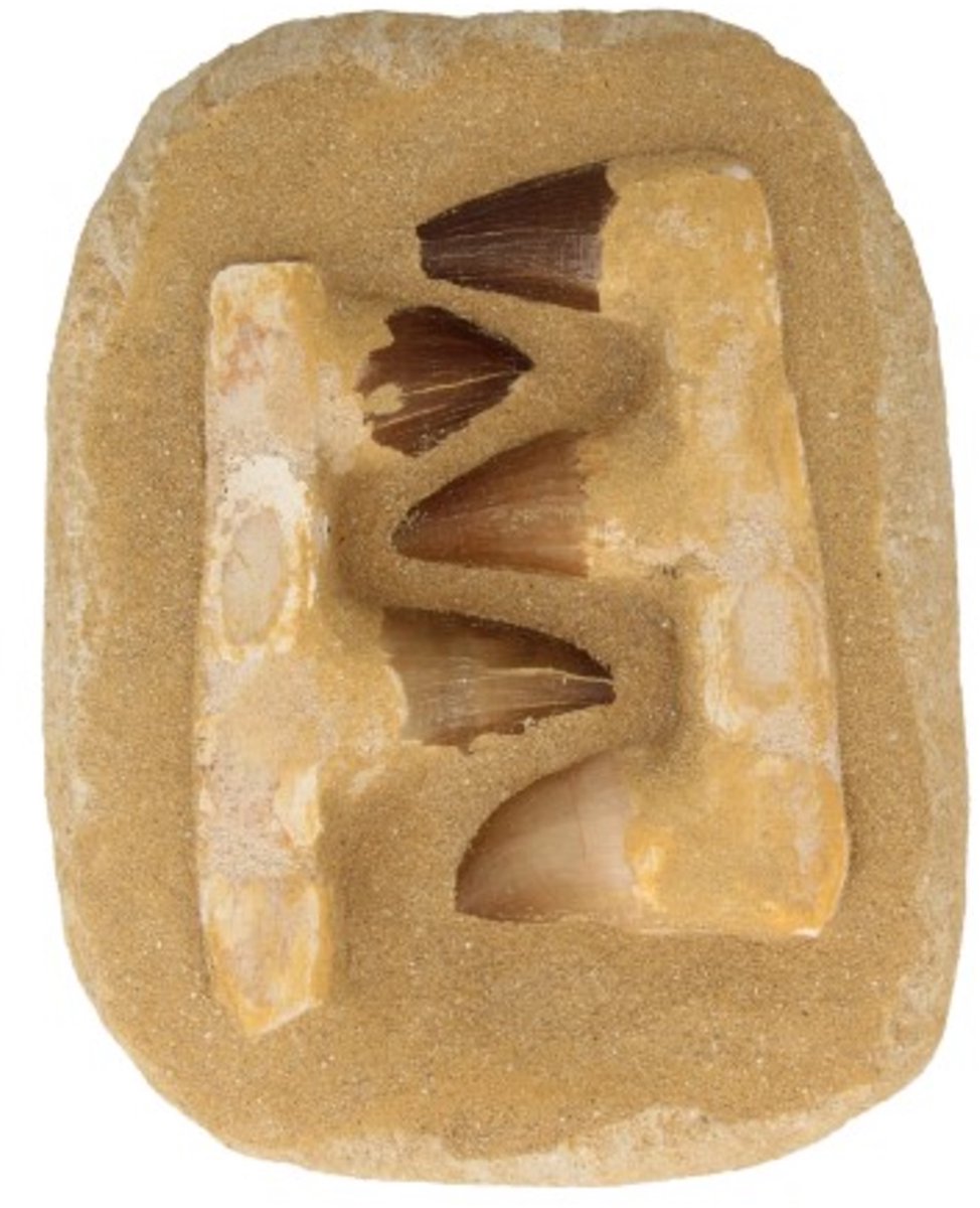 Mosasauruskaak