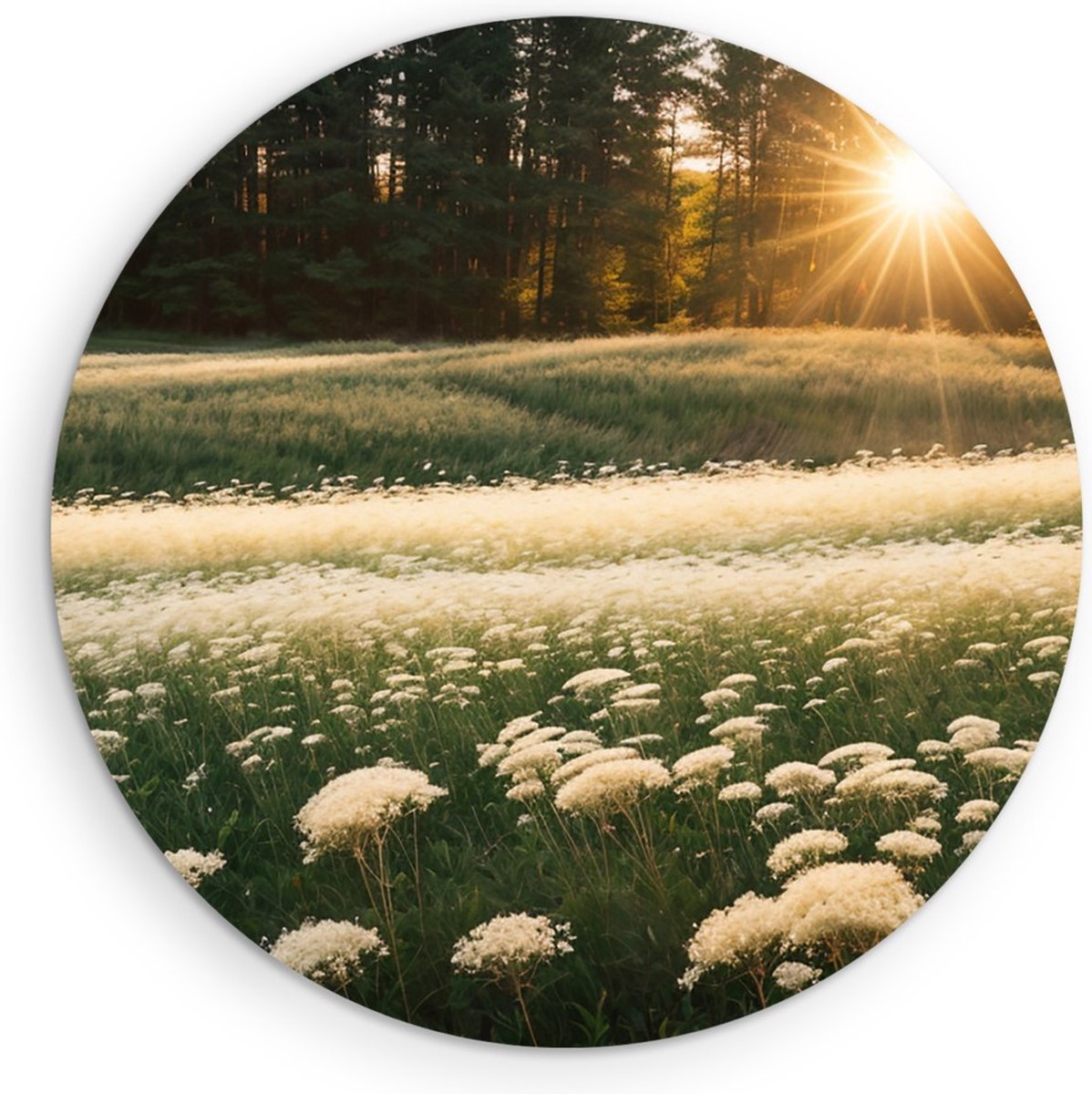 Saammp Forex Muurcirkel - Landschap - Witte bloemen in het bos - Natuur - Ø 70 - Wandcirkel - Wanddecoratie Cirkel - Muurdecoratie Woonkamer - Slaapkamer decoratie - Rond Schilderij