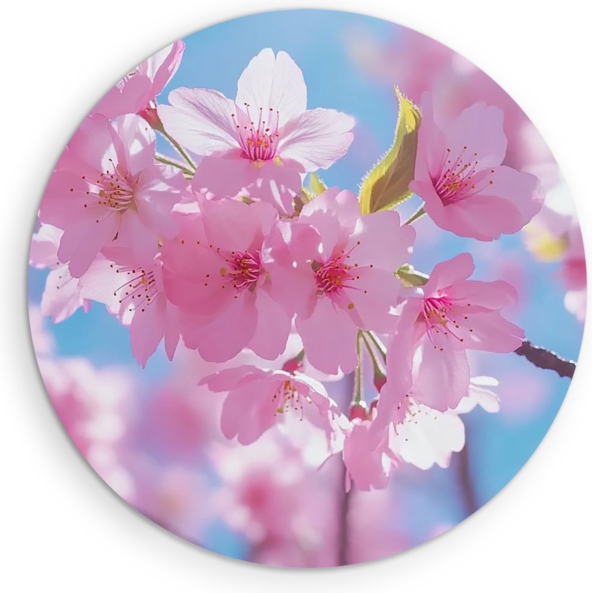 Saammp Forex Muurcirkel - Sakura Bloesem Lente - Natuur - Abstract - Ø 90 - Wandcirkel - Wanddecoratie Cirkel - Muurdecoratie Woonkamer - Kantoor Decoratie