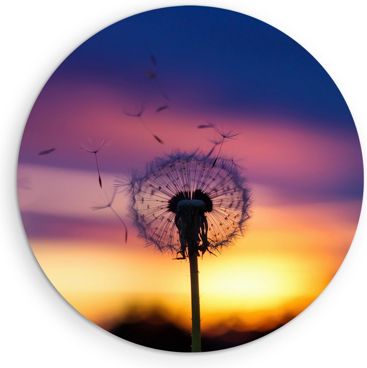 Saammp Muurcirkel Hout - Paardenbloem in zonsondergang - Abstract - Ø 70 - Wandcirkel - Wanddecoratie Cirkel - Muurdecoratie Woonkamer - Kantoor Decoratie