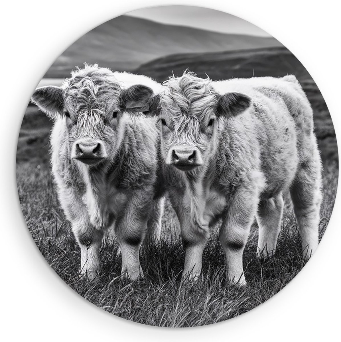 Saammp Forex Muurcirkel - 2 Schotse Hooglander Koeien in Schotland - Natuur - Dieren - Ø 70 - Wandcirkel - Wanddecoratie Cirkel - Muurdecoratie Woonkamer - Slaapkamer decoratie - Rond Schilderij