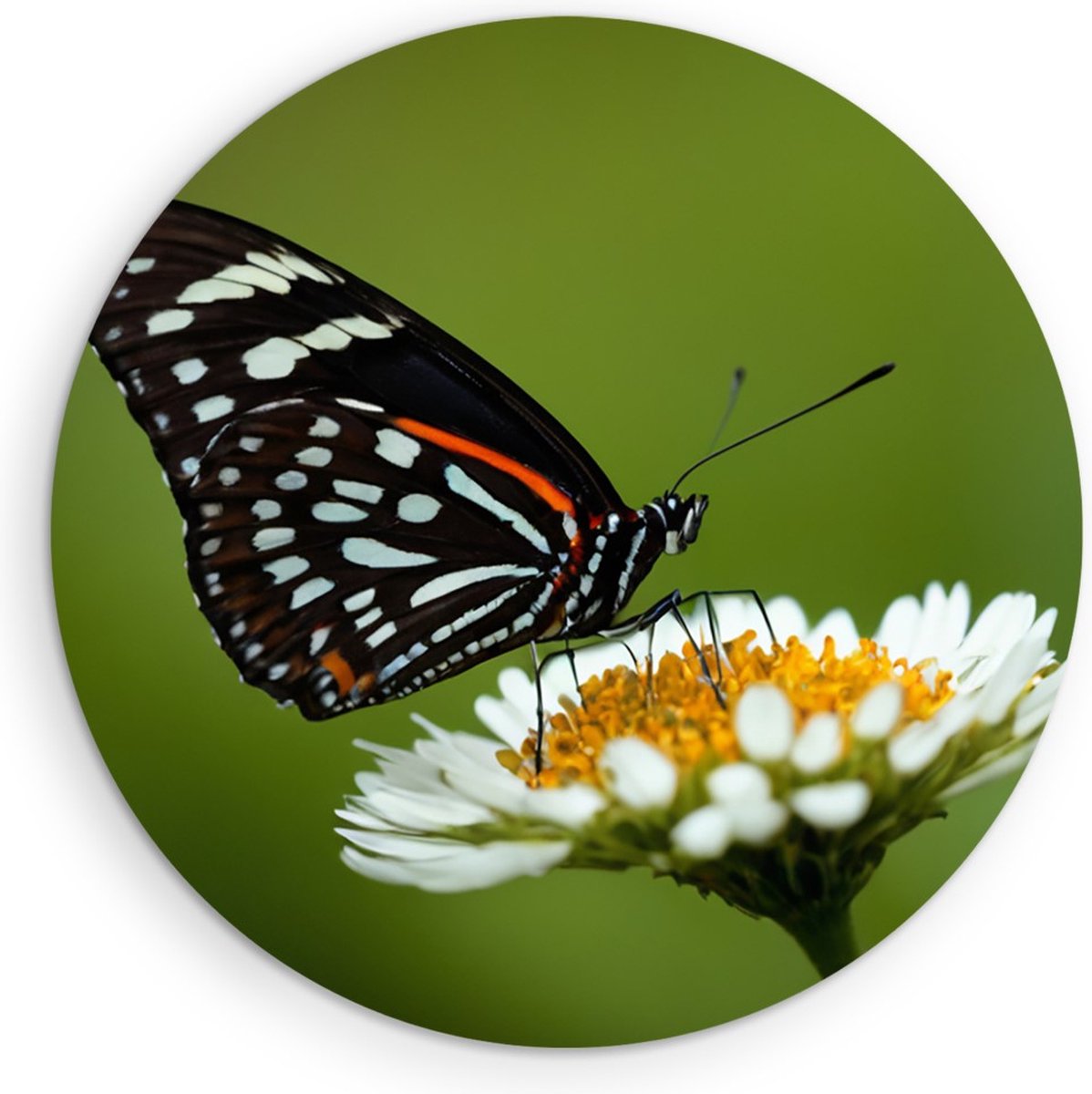 Saammp Muurcirkel Hout -Vlinder op witte bloem - Dieren - Natuur - Ø 70 - Wandcirkel - Wanddecoratie Cirkel - muurdecoratie Woonkamer - Slaapkamer decoratie - Rond Schilderij