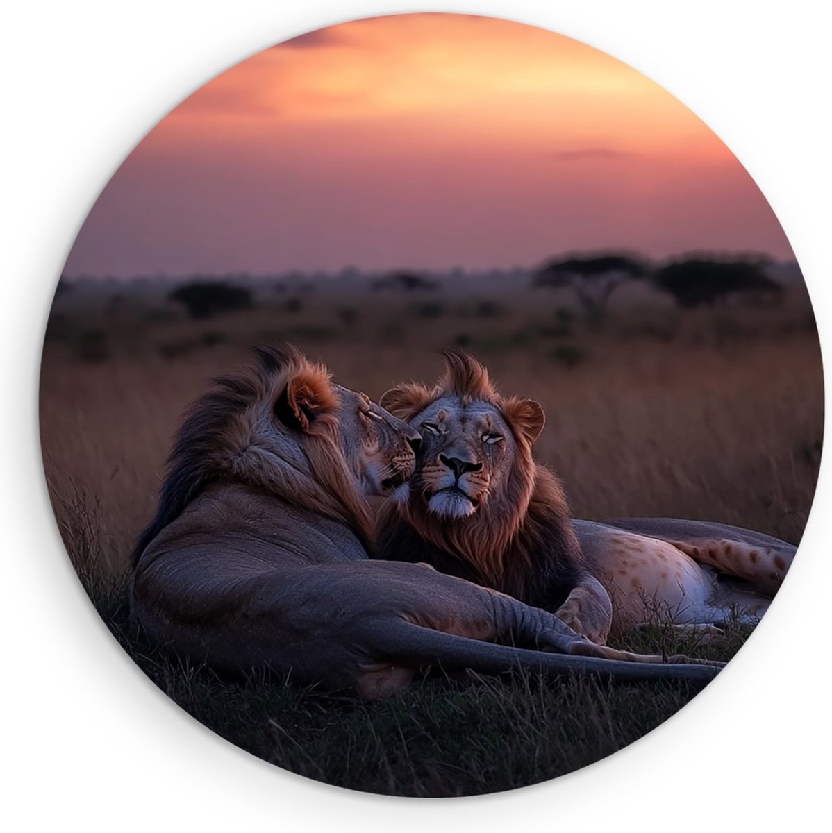 Saammp Forex Muurcirkel - Leeuwen liggen tegen elkaar aan - Dieren - Liefde - Ø 40 - Wandcirkel - Wanddecoratie Cirkel - Muurdecoratie Woonkamer - Slaapkamer decoratie - Rond Schilderij