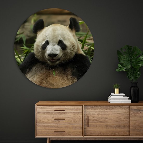Saammp Forex Muurcirkel - Panda tussen het gras - Natuur - Dieren - Ø 90 - Wandcirkel - Wanddecoratie Cirkel - Muurdecoratie Woonkamer - Slaapkamer decoratie - Rond Schilderij