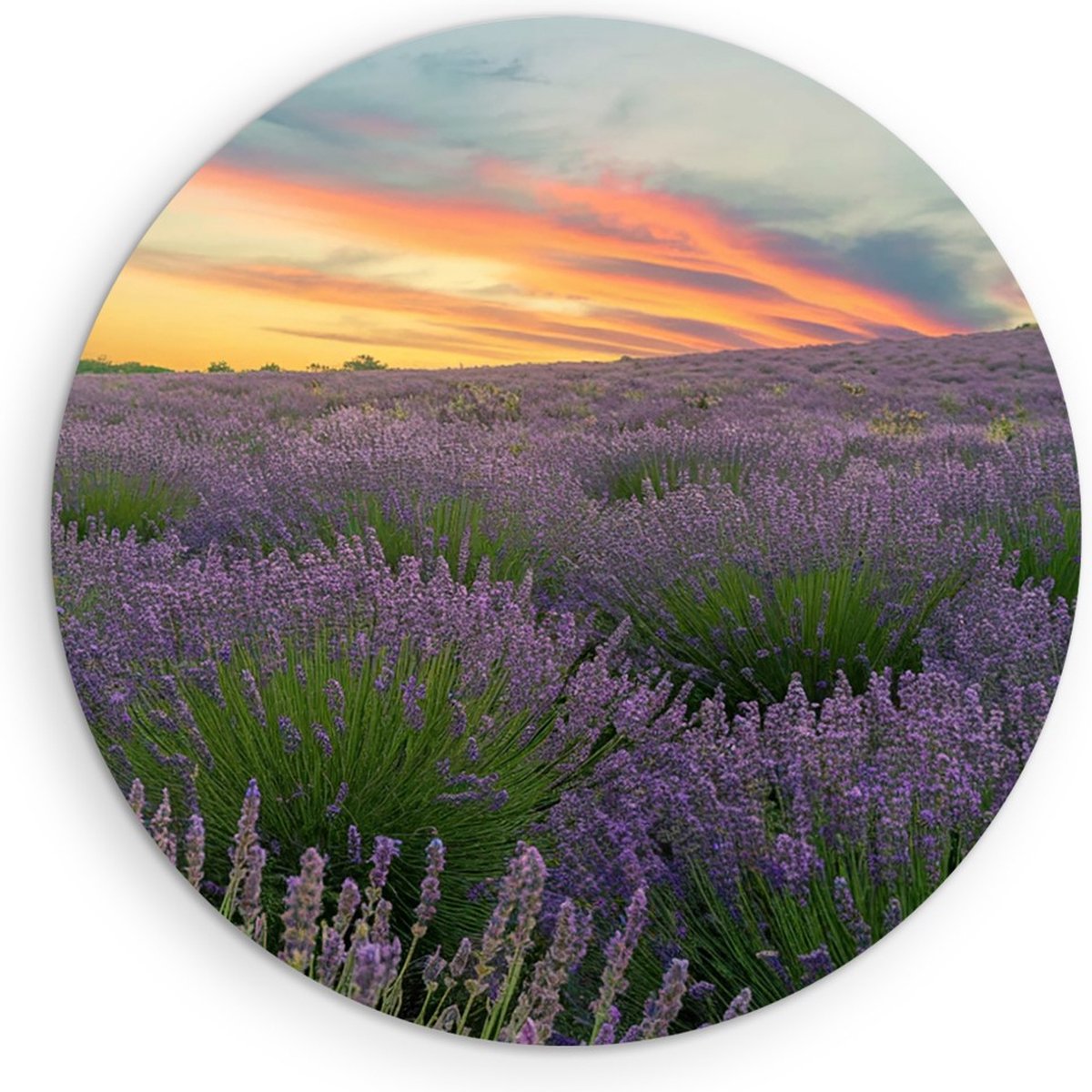 Saammp Muurcirkel Hout - Lavendel planten - Bloemen - Landschap - Natuur - Ø 90 - Wandcirkel - Wanddecoratie Cirkel - Muurdecoratie Woonkamer - Slaapkamer decoratie - Rond Schilderij