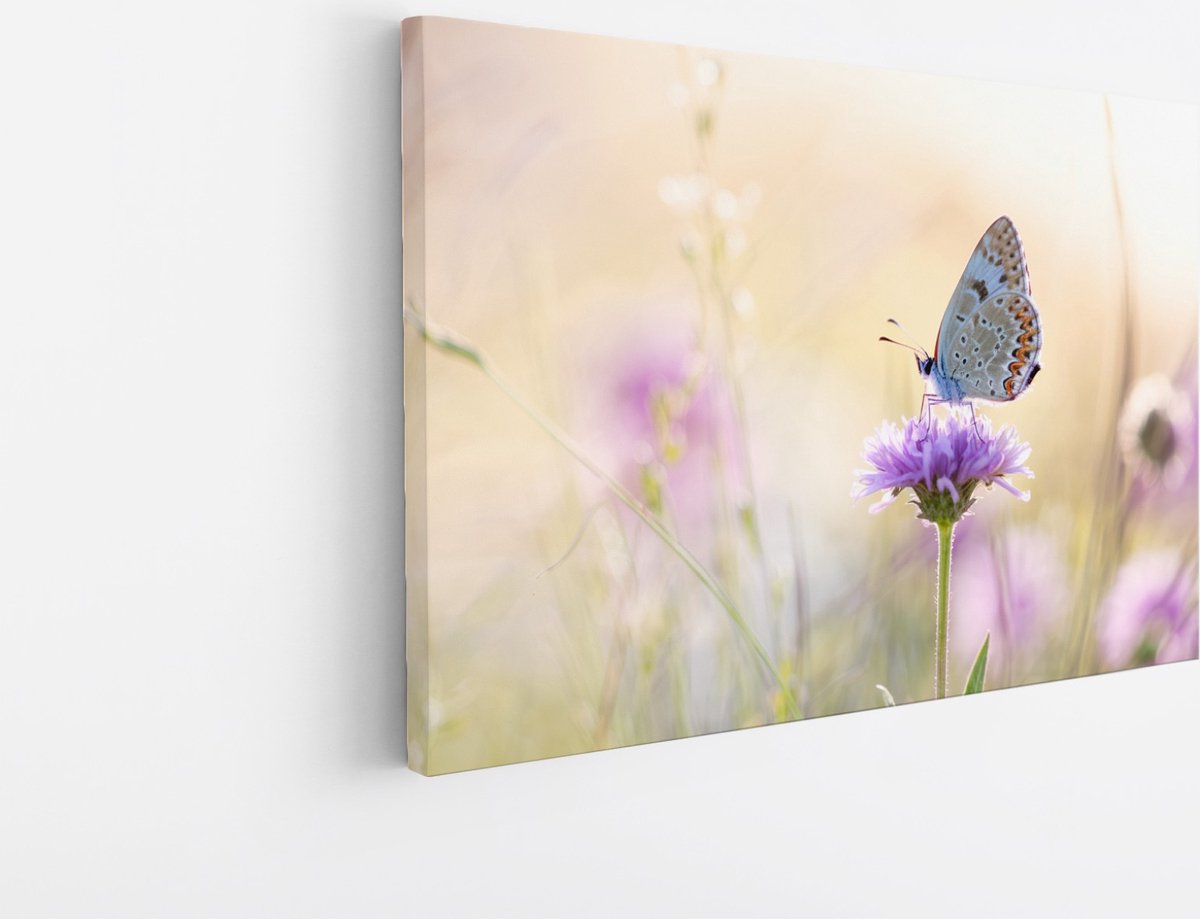 Saammp Canvas Schilderij - Vlinder op paarse bloem - Dieren - Natuur - 50x40 - Foto op canvas - Wanddecoratie - muurdecoratie Woonkamer - Slaapkamer decoratie - Canvas Print Multicolor