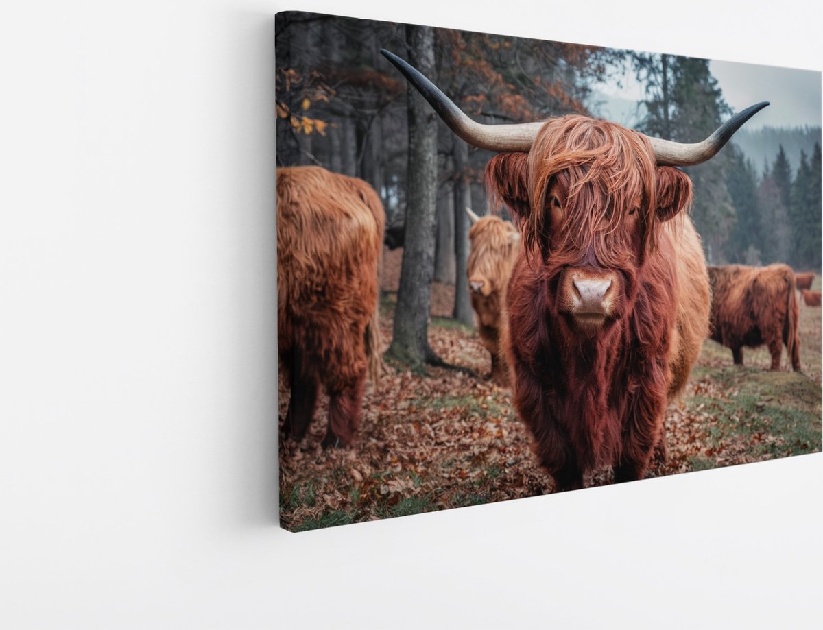 Saammp Canvas Schilderij Schotse Hooglander Koe - Dieren - Natuur - 45x30 - Foto op canvas - Wanddecoratie - muurdecoratie Woonkamer - Slaapkamer decoratie - Canvas Print Multicolor