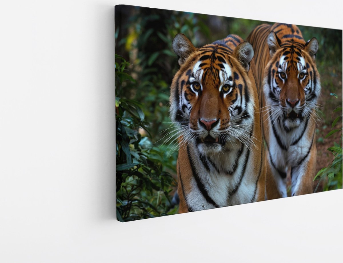 Saammp Canvas Schilderij - Tijgers tussen de Planten - Natuur - Dieren - 100x75 - Foto op canvas - Wanddecoratie - muurdecoratie Woonkamer - Slaapkamer decoratie - Canvas Print Multicolor