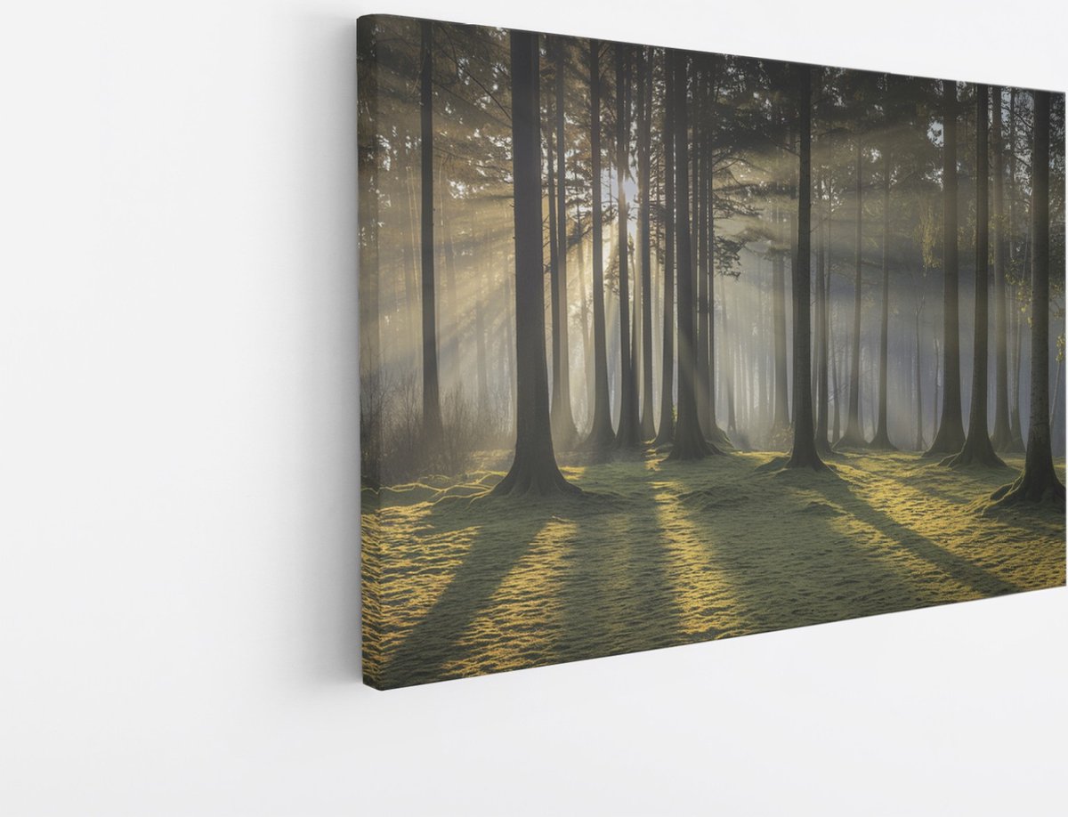 Saammp Canvas Schilderij - Lichtval - Grote Bomen - Landschap - Natuur - 50x40 - Foto op canvas - Wanddecoratie - Muurdecoratie Woonkamer - Slaapkamer decoratie - Canvas Print Multicolor