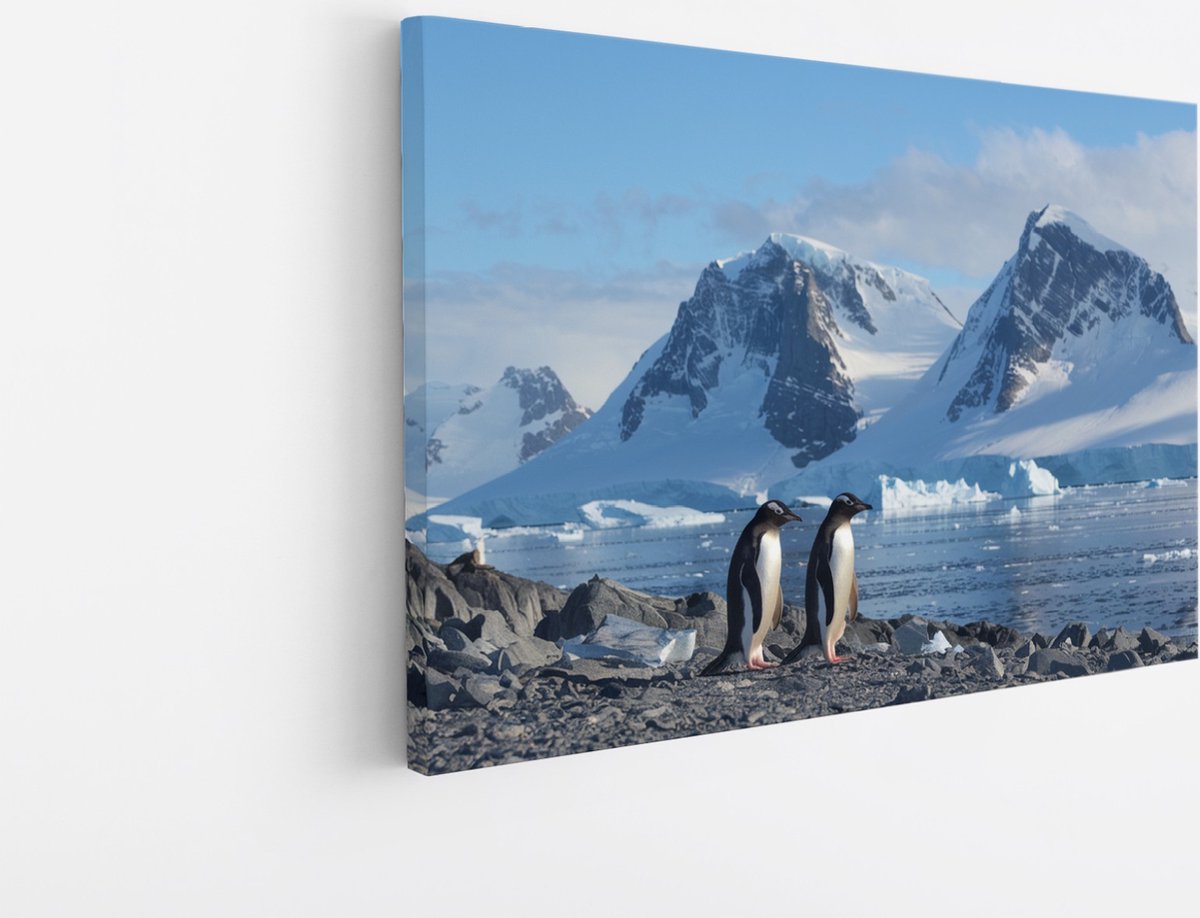 Saammp Canvas Schilderij - Pinguin op de zuidpool - Natuur - Dieren - 60x40 - Foto op canvas - Wanddecoratie - Muurdecoratie Woonkamer - Slaapkamer decoratie - Canvas Print Multicolor