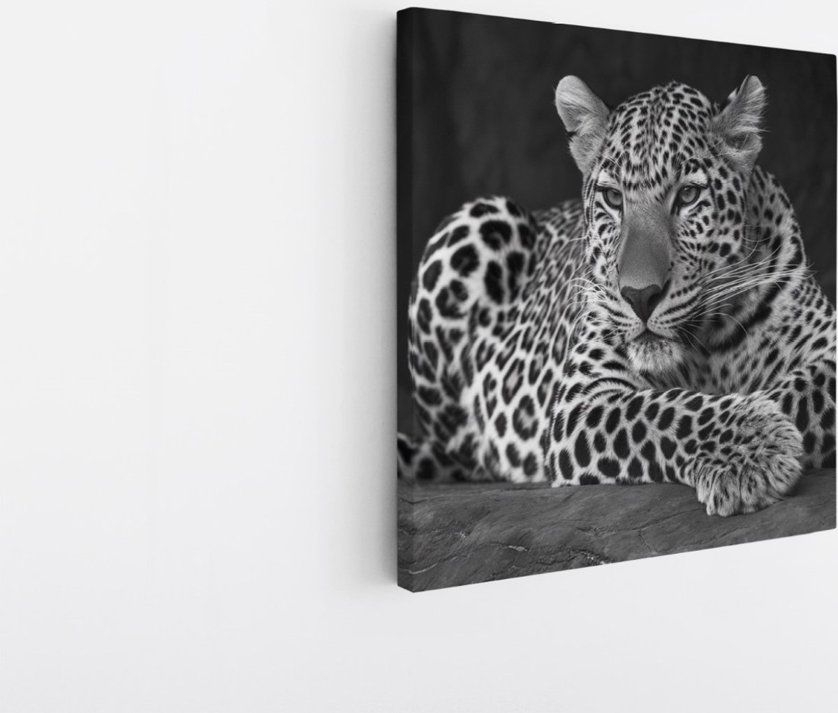 Saammp Canvas Schilderij - Luipaard op steen - Natuur - Dieren - 60x60 - Foto op canvas - Wanddecoratie - Muurdecoratie Woonkamer - Slaapkamer decoratie - Canvas Print Multicolor