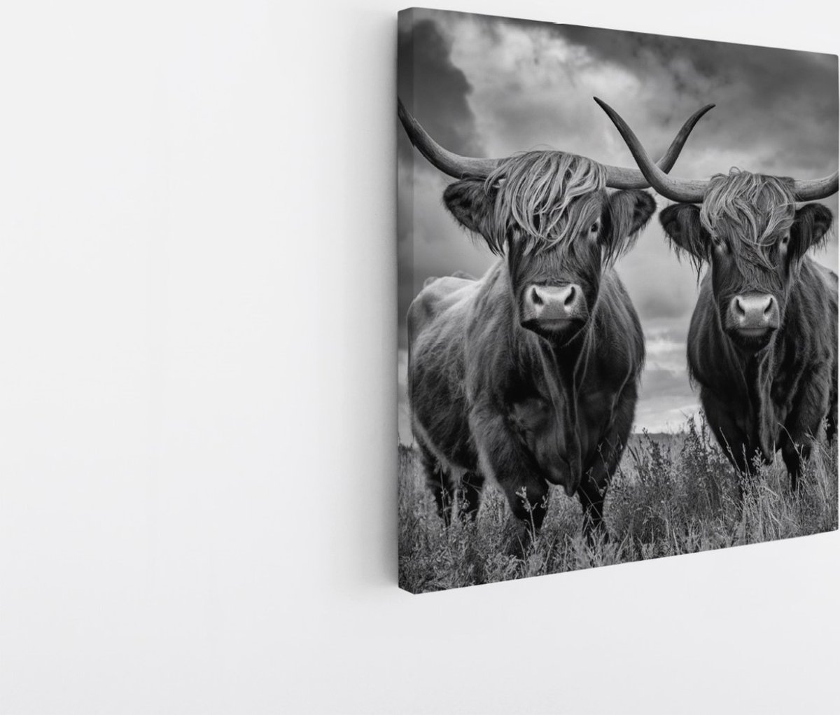 Saammp Canvas Schilderij - 2 Schotse Hooglander Koeien in een storm - Natuur - Dieren - 60x60 - Foto op canvas - Wanddecoratie - Muurdecoratie Woonkamer - Slaapkamer decoratie - Canvas Print Multicolor