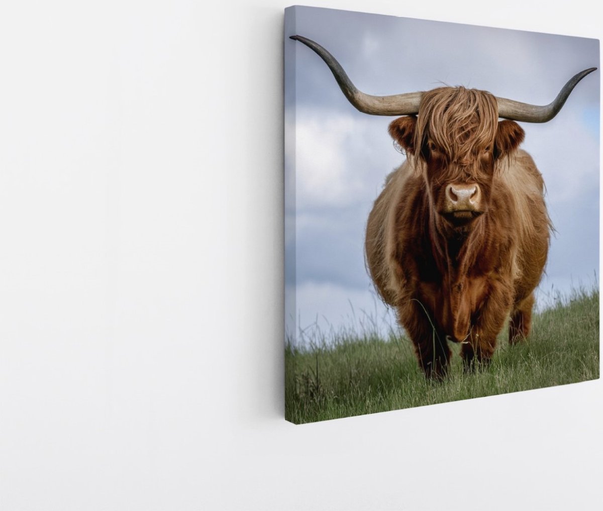 Saammp Canvas Schilderij - Schotse Hooglander Koe in de wei- Natuur - Dieren - 30x30 - Foto op canvas - Wanddecoratie - Muurdecoratie Woonkamer - Slaapkamer decoratie - Canvas Print Multicolor