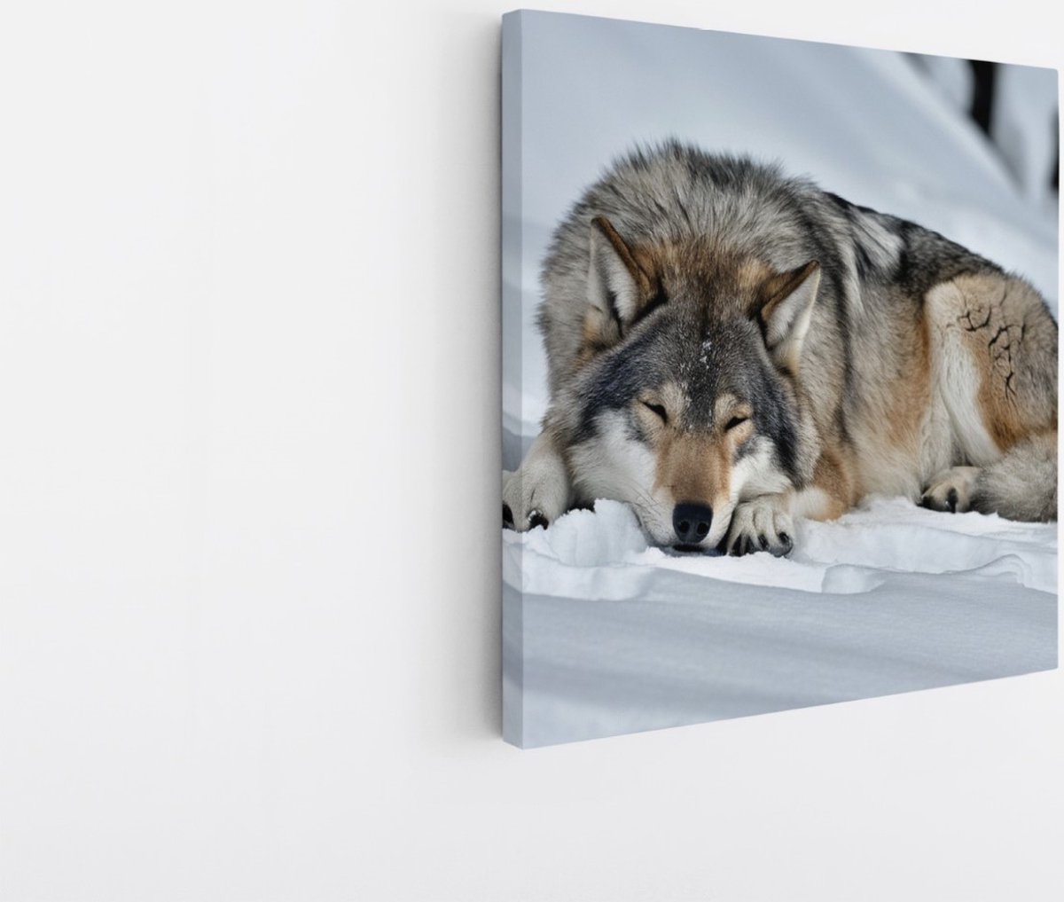 Saammp Canvas Schilderij - Wolf in de sneeuw - Dieren - Natuur - 40x40 - Foto op canvas - Wanddecoratie - muurdecoratie Woonkamer - Slaapkamer decoratie - Canvas Print Multicolor