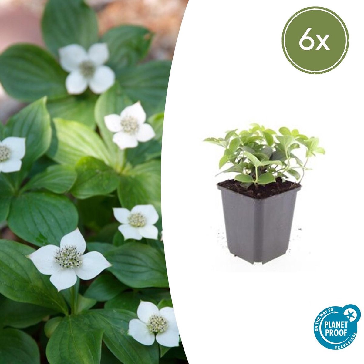Tuinplantenshop.com | Cornus canadensis | 6 stuks - Ø9cm - 10-25cm hoog - Tuinplant