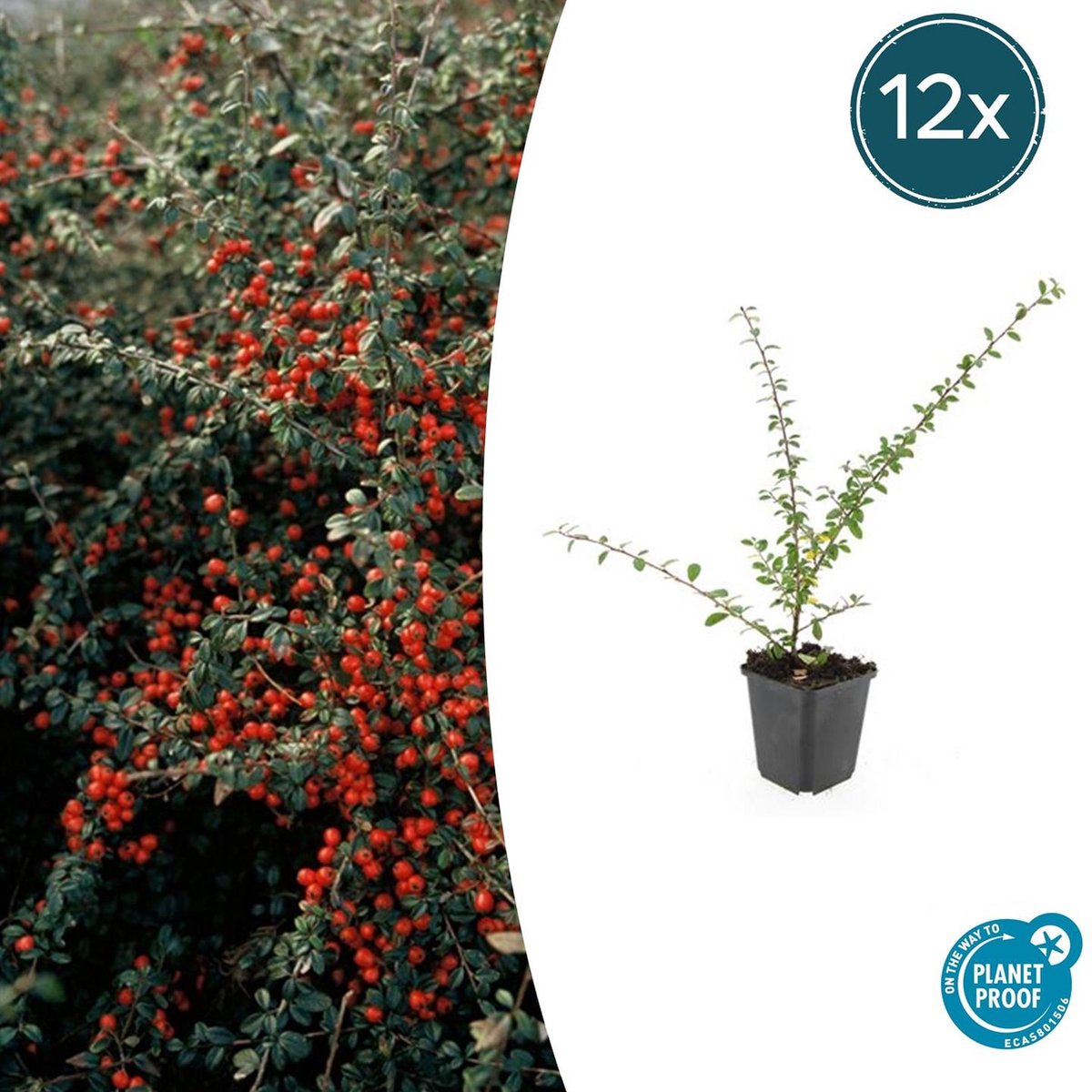 Tuinplantenshop.com | Cotoneaster suec. 'Coral Beauty' | 12 stuks - Ø9cm - 10-25cm hoog - Tuinplant