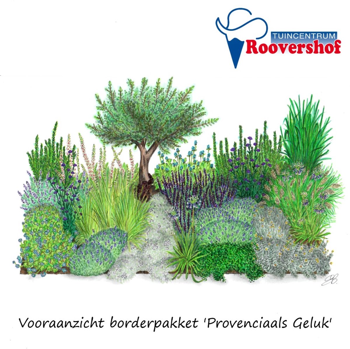 Borderpakket 'Provençaals Geluk' - mediterrane tuin - 56 planten - 9-10 m² - exclusief olijfboom
